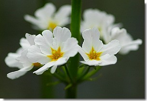 Békalililiom virága