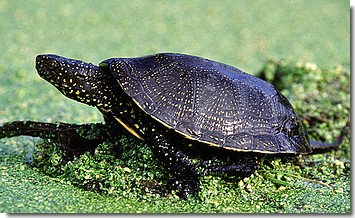 Mocsari teknős